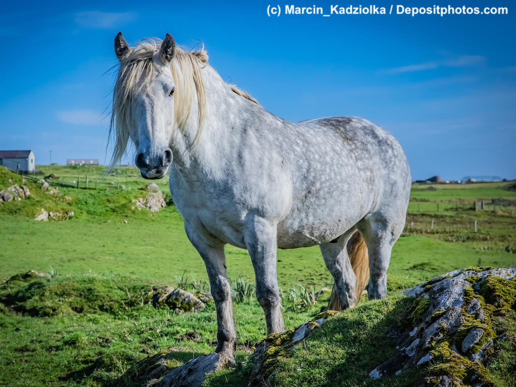 Highland-Pony Steckbrief