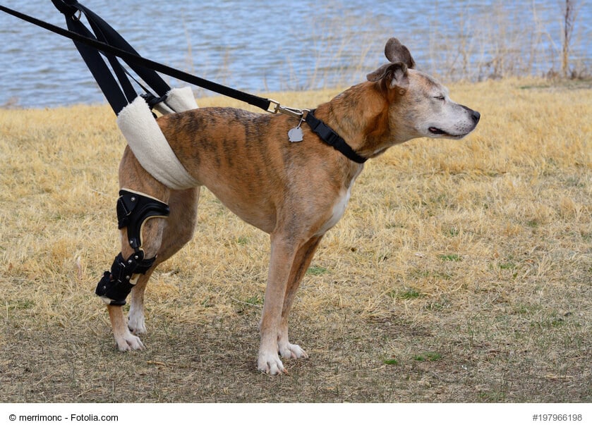 Ein älterer Boxer mit Orthese am rechten Hinterbein und Tragehilfe zur Unterstützung nach einer Knie-OP.