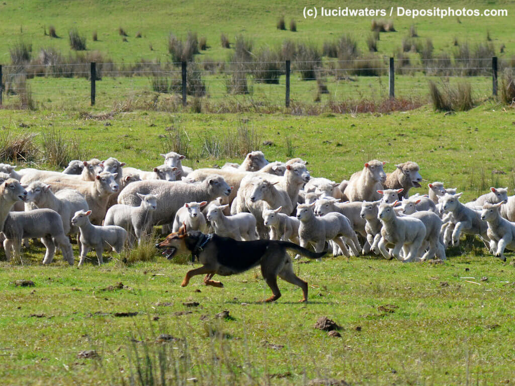 Ein Schäferhund rennt an Schafherde entlang