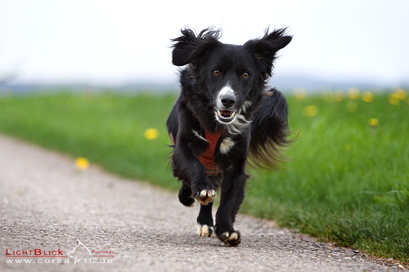 Hund mit Behinderung läuft fröhlich über Feldweg