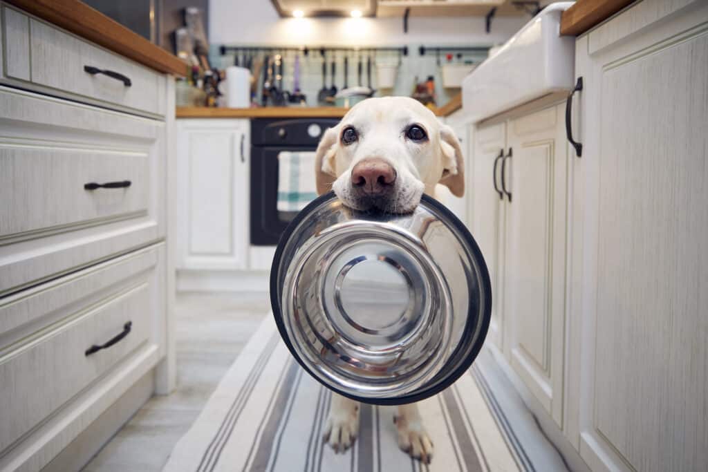 Ein hungriger Hund steht in einer Küche mit einem leeren Hundenapf im Maul. Beschriftung lautet: Auch bei Magen-Darm-Problemen muss dein Hund nicht hungern. Die richtige Schonkost hilft.