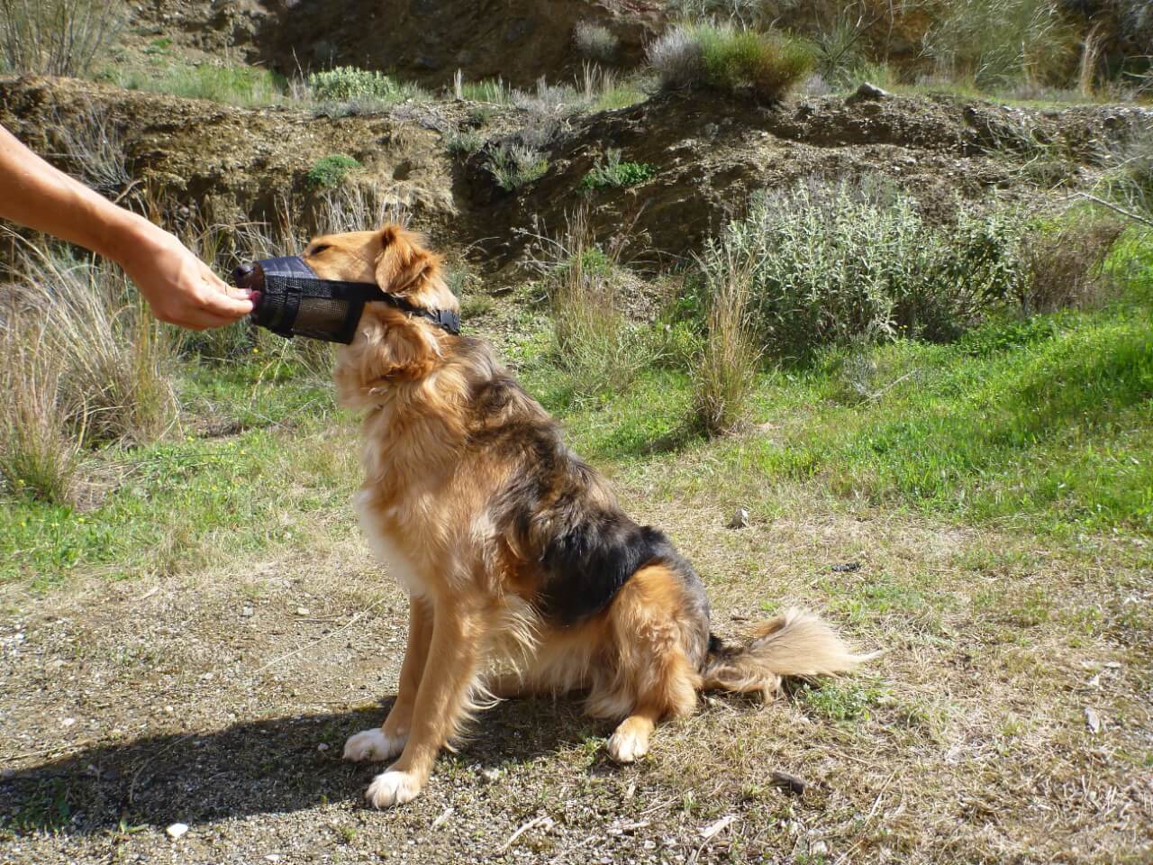 Hund mit Maulkorb bekommt Leckerlie