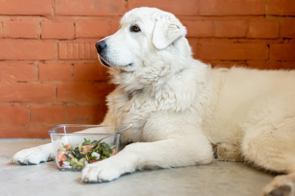 Porträt eines weißen Hundes, der vor einer Wand liegt mit einer Salatschüssel zwischen den Pfoten. Beschriftung lautet: Damit Du und Dein Hund zufrieden sind, lass Dich vom Tierarzt oder einem Ernährungsexperten beraten.