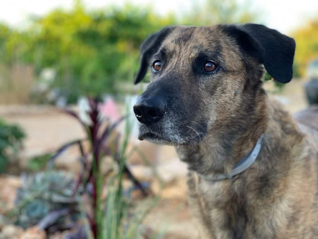 Chief ist mit seinen 7 Jahren nicht mehr so leicht aus der Ruhe zu bringen.