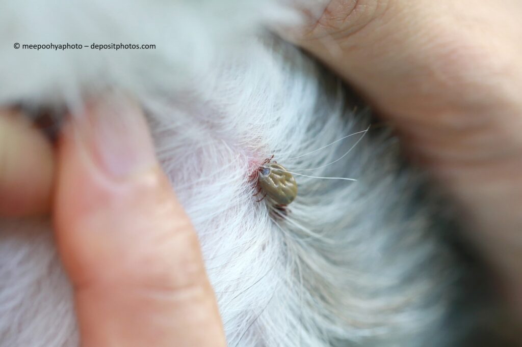 Zecken entfernen beim Hund