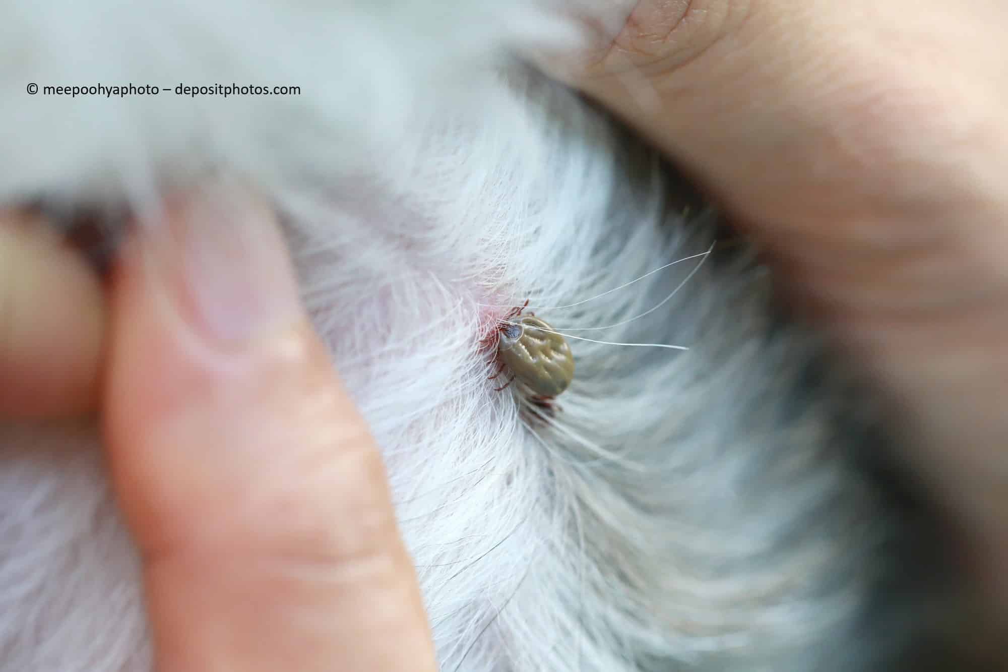Zecken entfernen beim Hund
