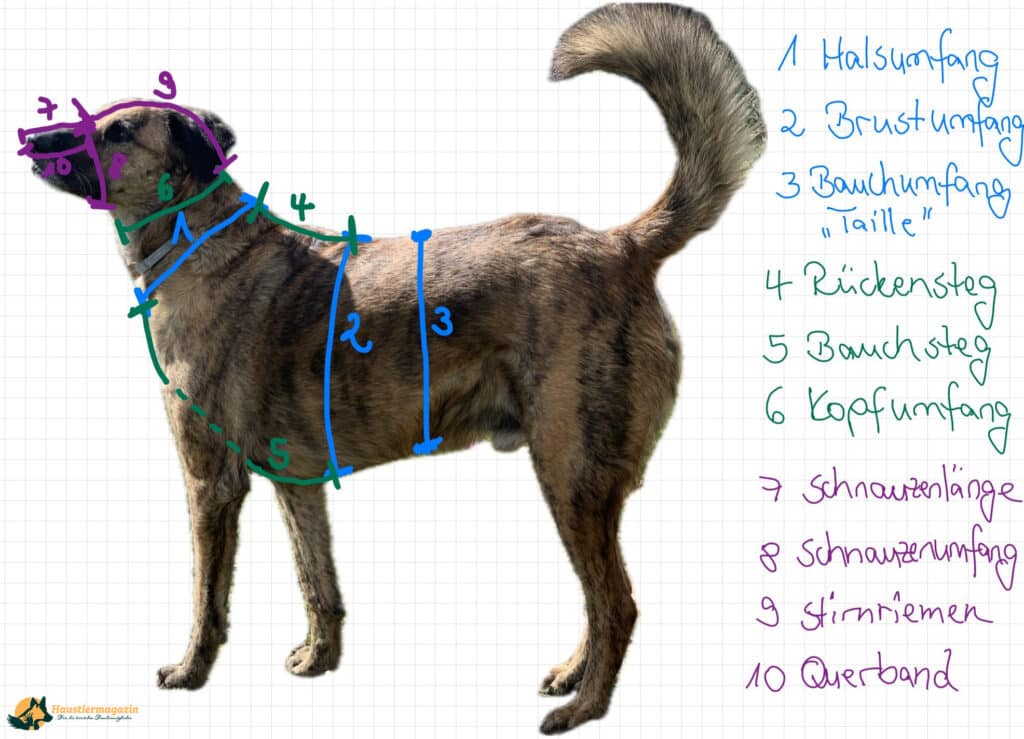 Freigestellter, braun getigerter Hund auf einem karierten Hintergrund mit verschiedenfarbigen Linien um seinen Körper und den Erklärungen zu diesen neben ihm. Beschriftung lautet: Um deinen Hund ordentlich auszumessen, sollte er auf einer geraden Oberfläche stehen.