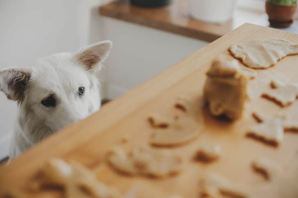 Hund schaut auf Tisch mit Keksteig. Beschriftung lautet: Manche Lebensmittel die dein Hund aus der Küche stibitzt, können ihm Magen-Darm-Probleme bereiten.