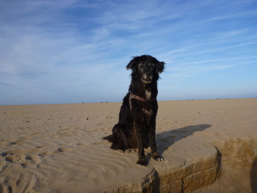 Schwarzer Mischling sitzt am Sandstrand