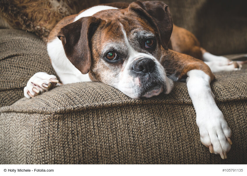 Boxer liegt gemütlich auf dem Sofa