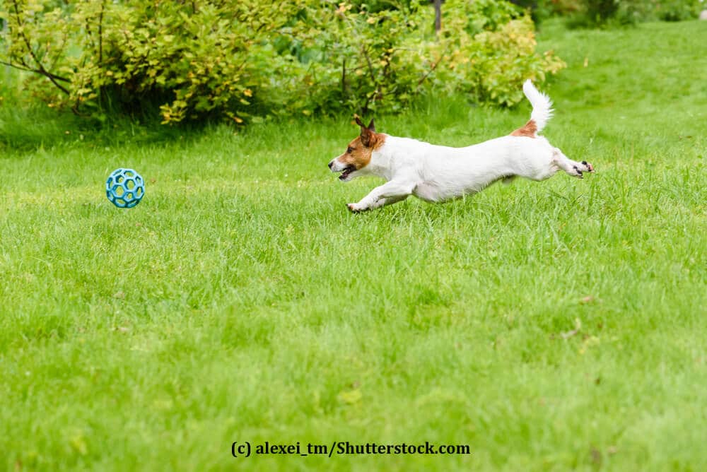 Ein Hund rennt ohne Leine hinter seinem Ball her