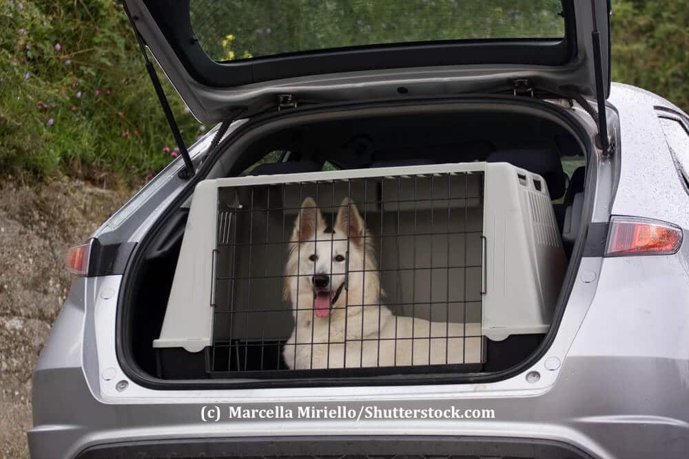 Ein weißer Schäferhund liegt aufmerksam in einer Transportbox in einem Kofferraum