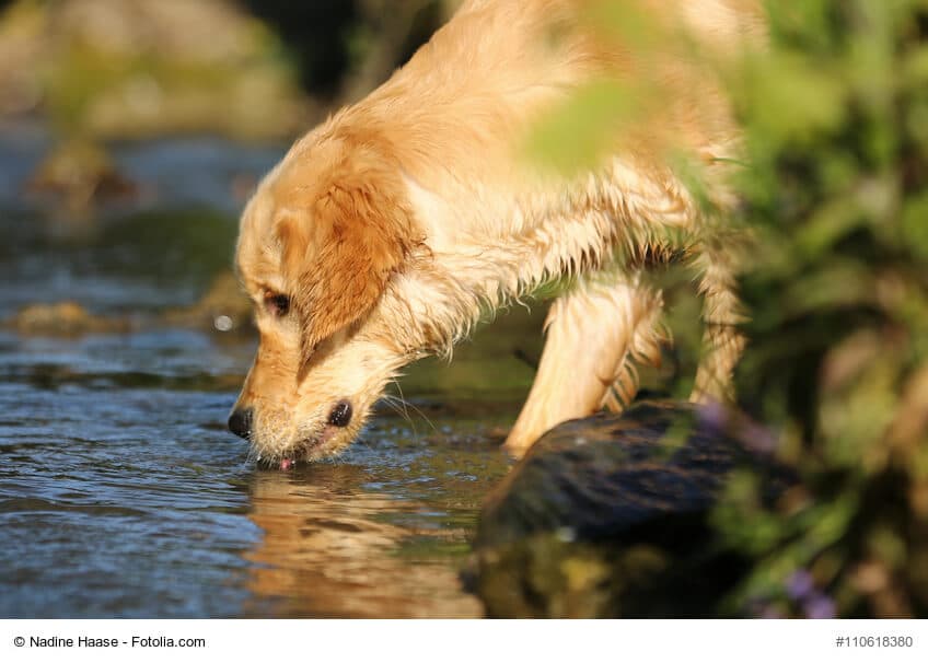 Hund trinkt viel Wasser während eines Spazierganges aus einem Bach