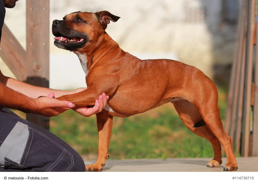 Person dehnt das linke Vorderbein eines braunen Hundes