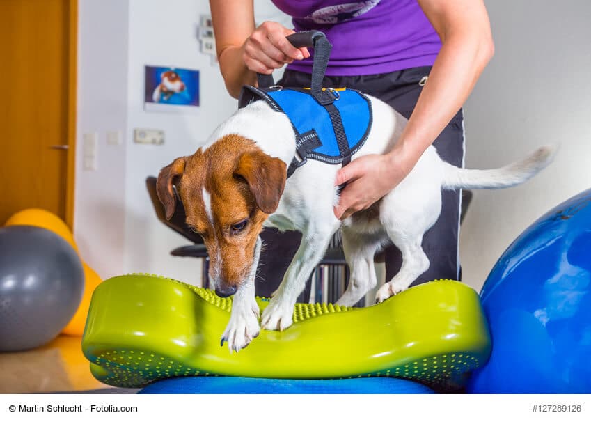 Jack Russel Terrier während der Therapie auf unebenem Untergrund