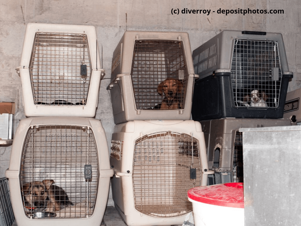 Hunde in Käfigen