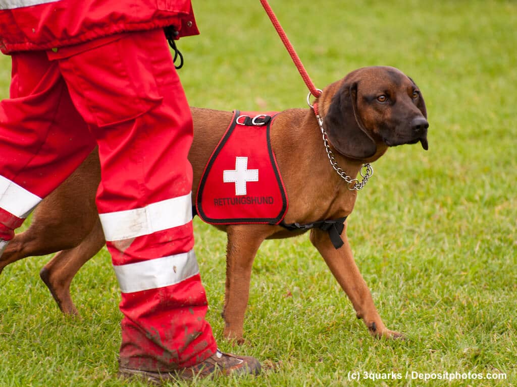 Brauner Jagdhund wird zum Rettungshund ausgebildet
