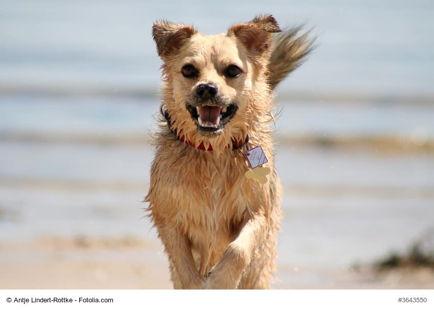 Hundesteuer - Hund mit gut sichtbarer Steuermarke am Halsband