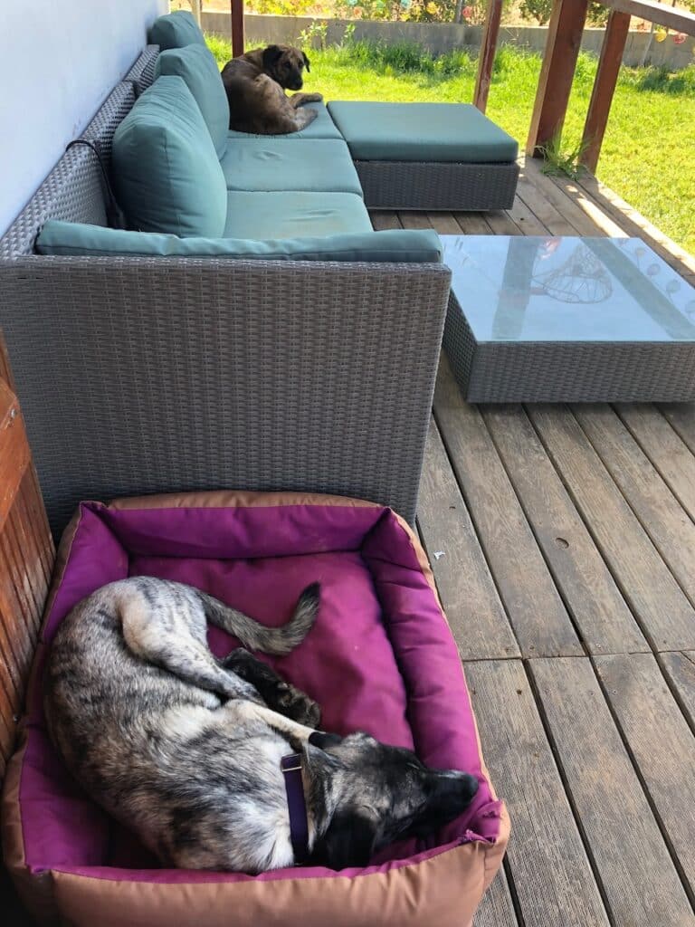 Nicht immer nutzen deine Hunde ihre Betten so, wie es von dir gedacht ist..