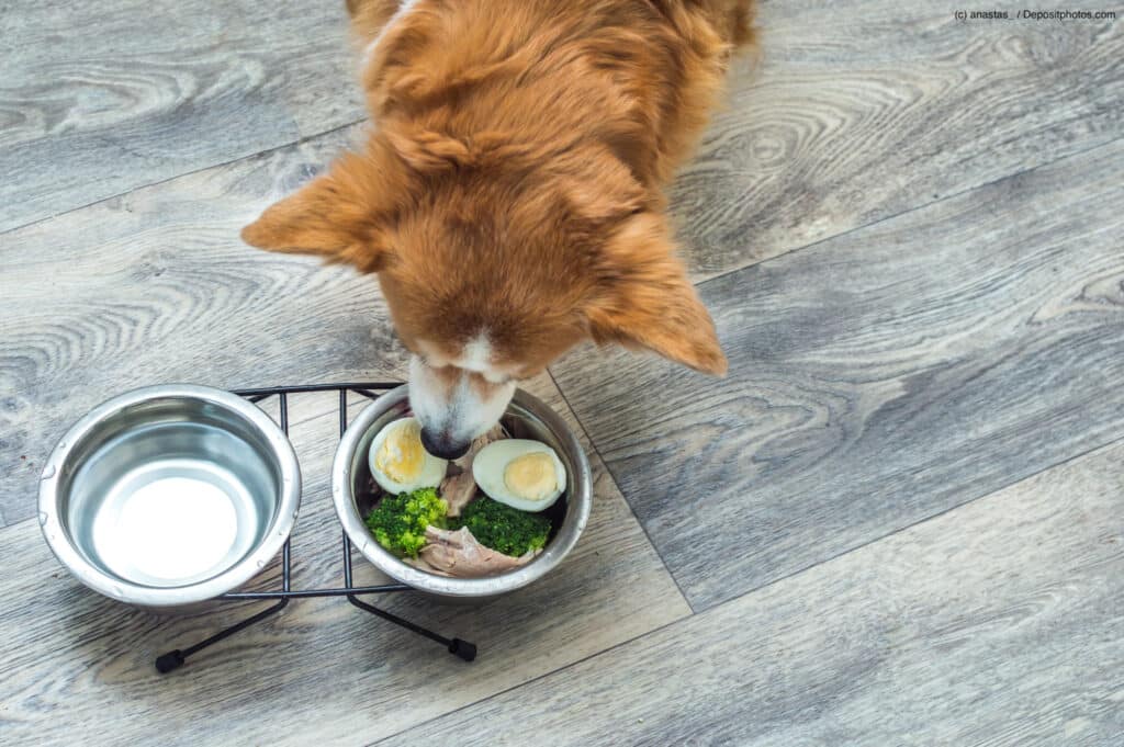 Ein Hund frisst Eier und Gemüse aus einem Futternapf