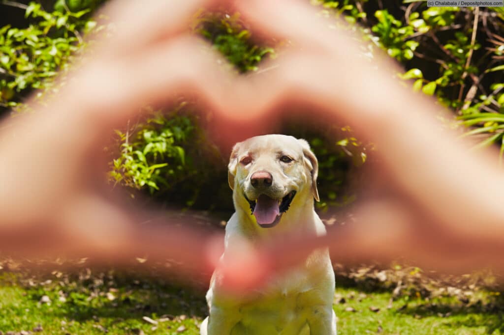 Egal, wie alt dein Hund in ist, genießt euer gemeinsames Leben in vollen Zügen.