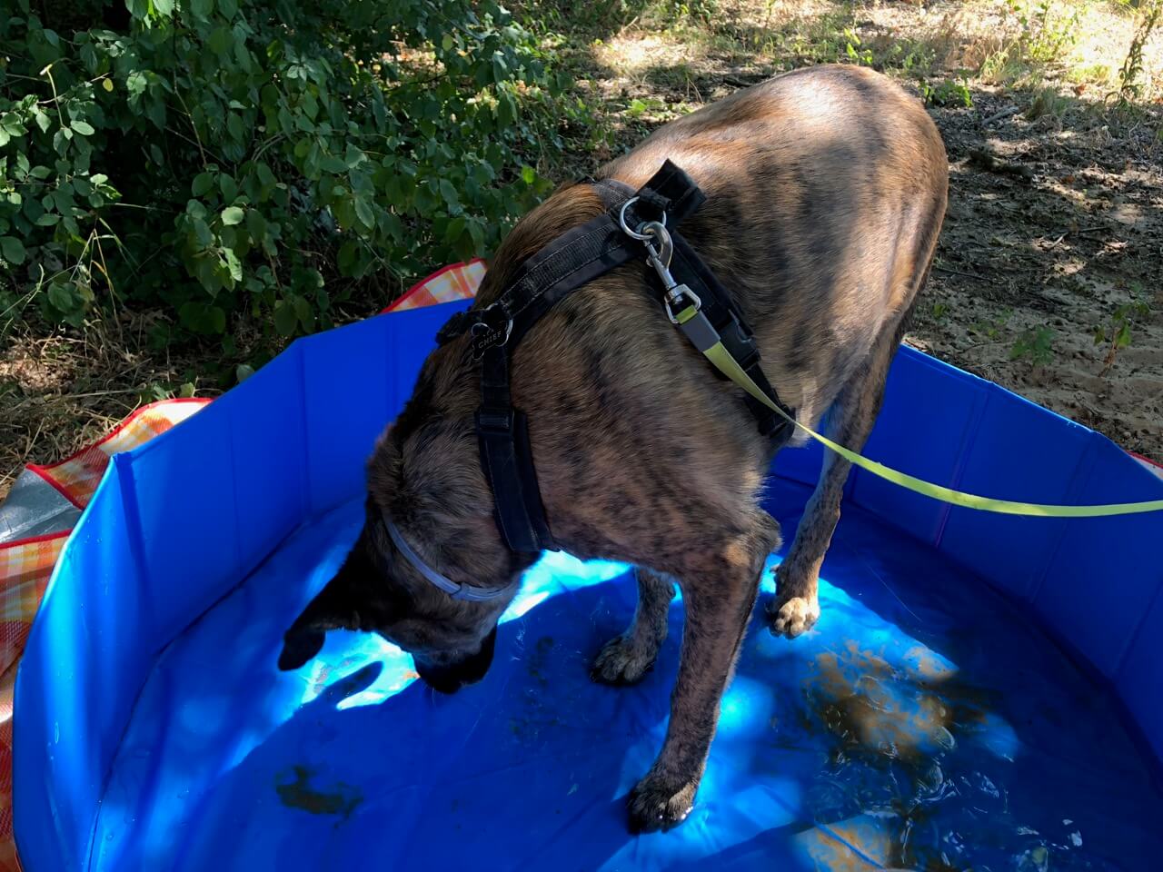 Ein Hund steht in einem blauen Hundepool von Fuloon in dem Wasser und Schlamm sind