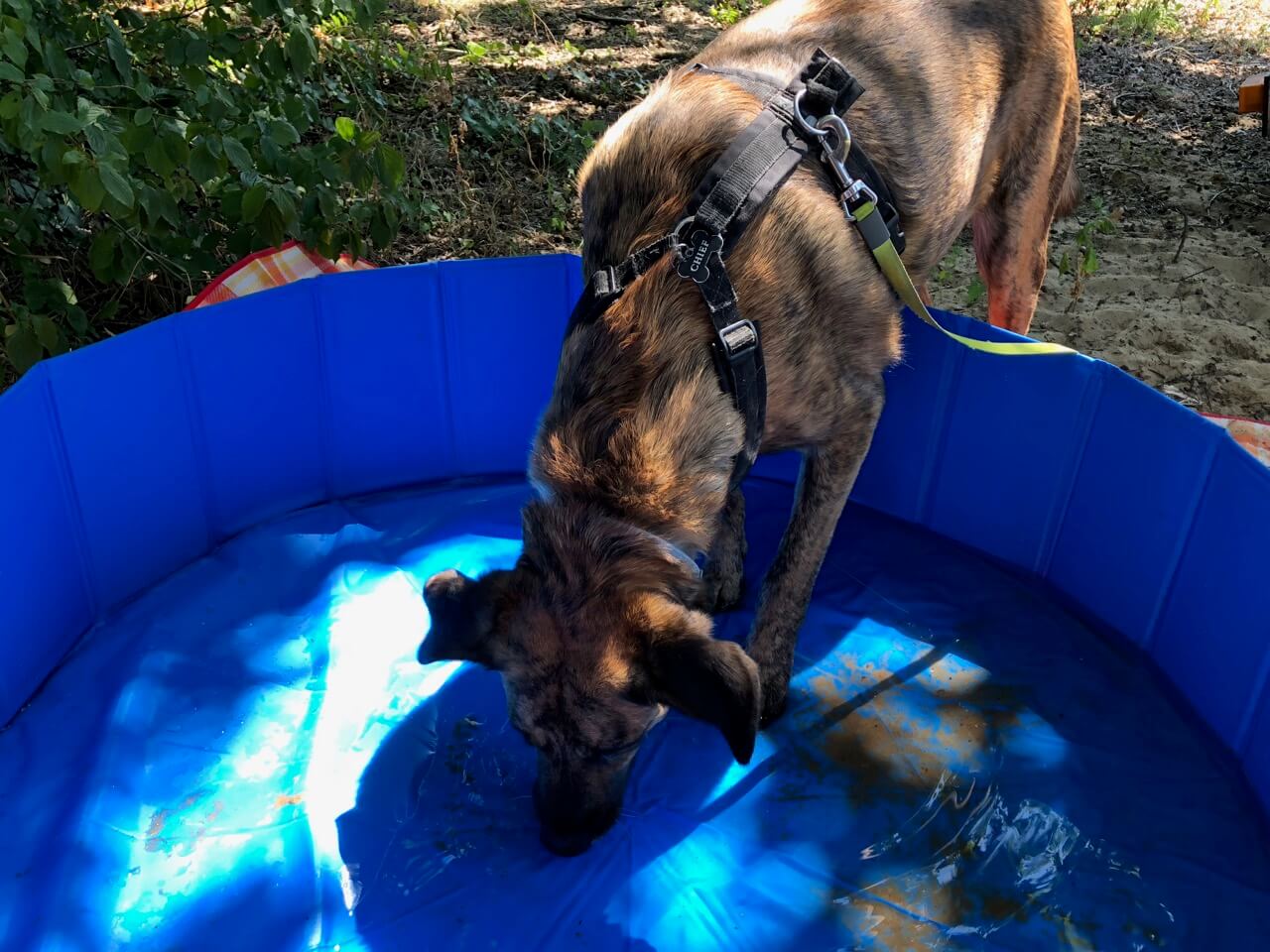 Ein Hund steht mit den Vorderfüßen in einem blauen Hundepool von Fuloon in dem etwas Wasser ist.