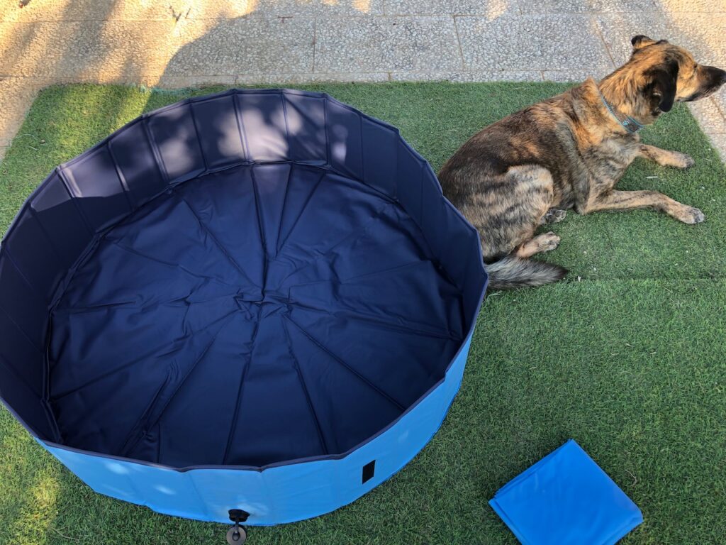 Der Chief wartete geduldig, bis das Frauchen den Pool endlich aufgebaut hat.