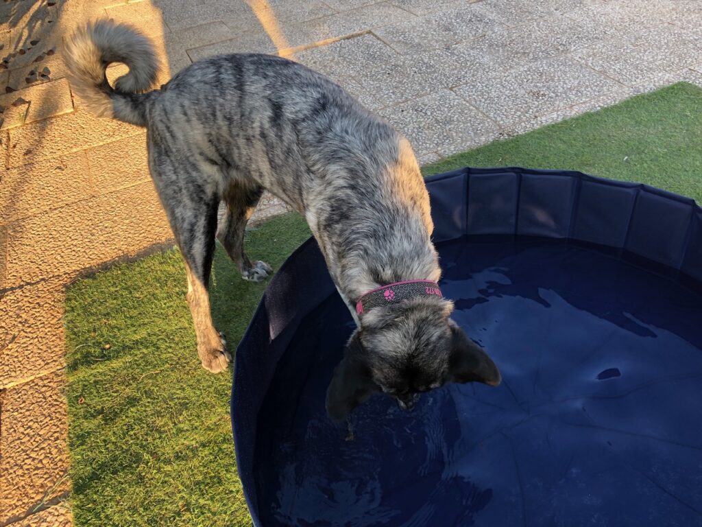 Dann kann Testhund-Azubine im letzten Ausbildungsjahr Inge den Pool testen.