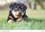 Kleiner Rottweiler Welpe liegt auf einer Wiese