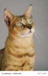 Chausie Steckbrief