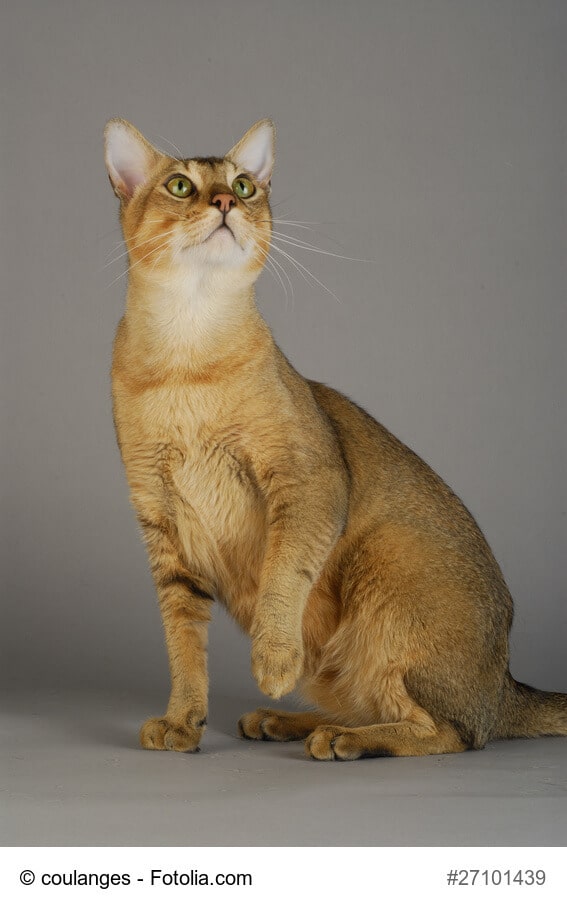 Wild und treu, die Chausie