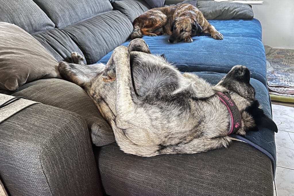 Zwei Hunde liegen auf einem Sofa, im Vordergrund ein grauer Hund auf dem Rücken. Beschriftung lautet: Unsere Redaktionshunde Chief und Inge haben beide gestromtes Fell, einmal grau und einmal braun.
