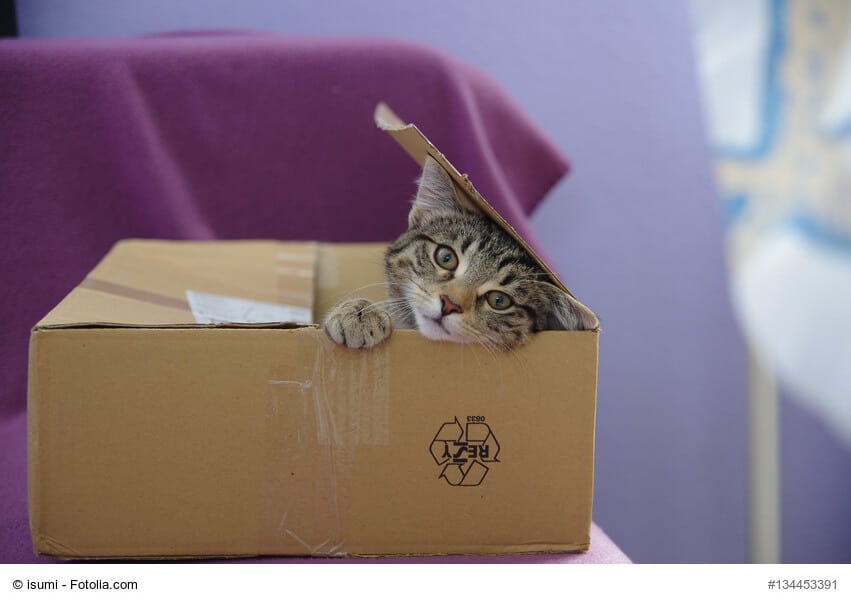 Intelligenzspielzeug Katzen selber bauen