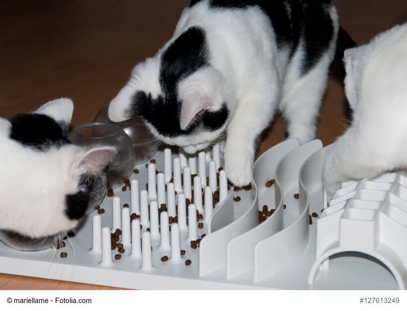 Intelligenzspiel für Katzen selber bauen