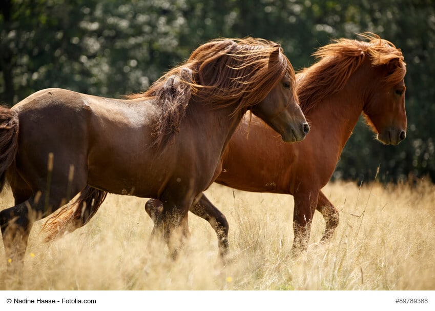 eine wirklich einzigartig lund wilde Pony Rasse- Islandponys