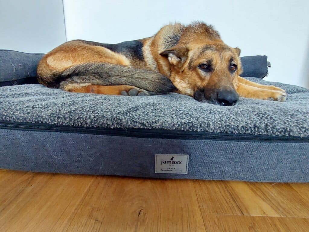 Jamaxx Hundebett Test Samu