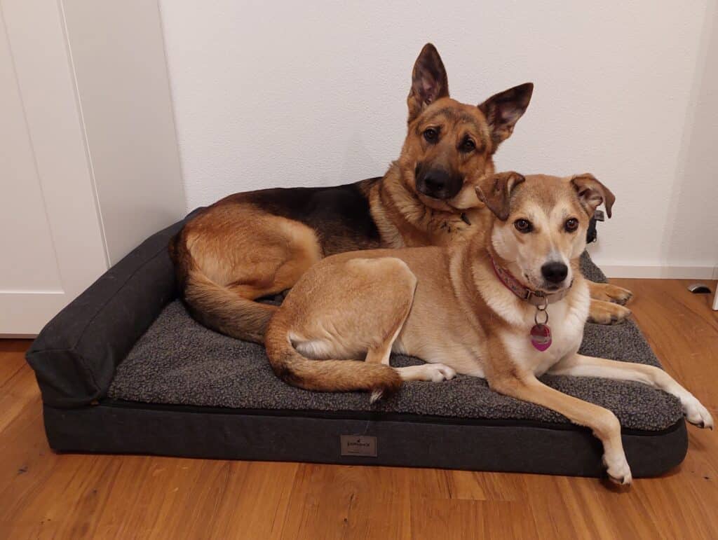Jamaxx Hundebett Test Samu und Nala