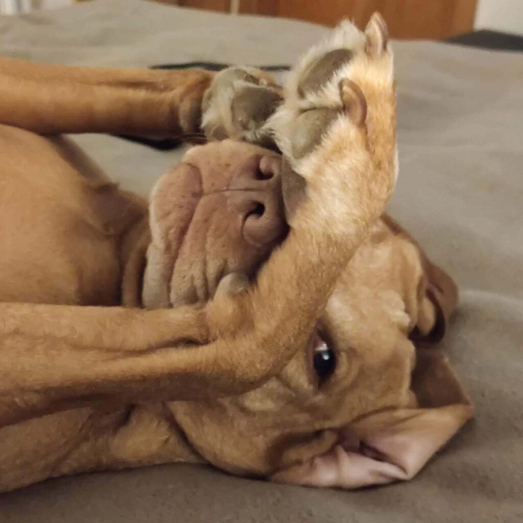 Ein Hund liegt auf dem Rücken und kratzt sich mit den Vorderpfoten an der Nase. Ein Auge ist verdeckt das andere schaut in die Kamera.