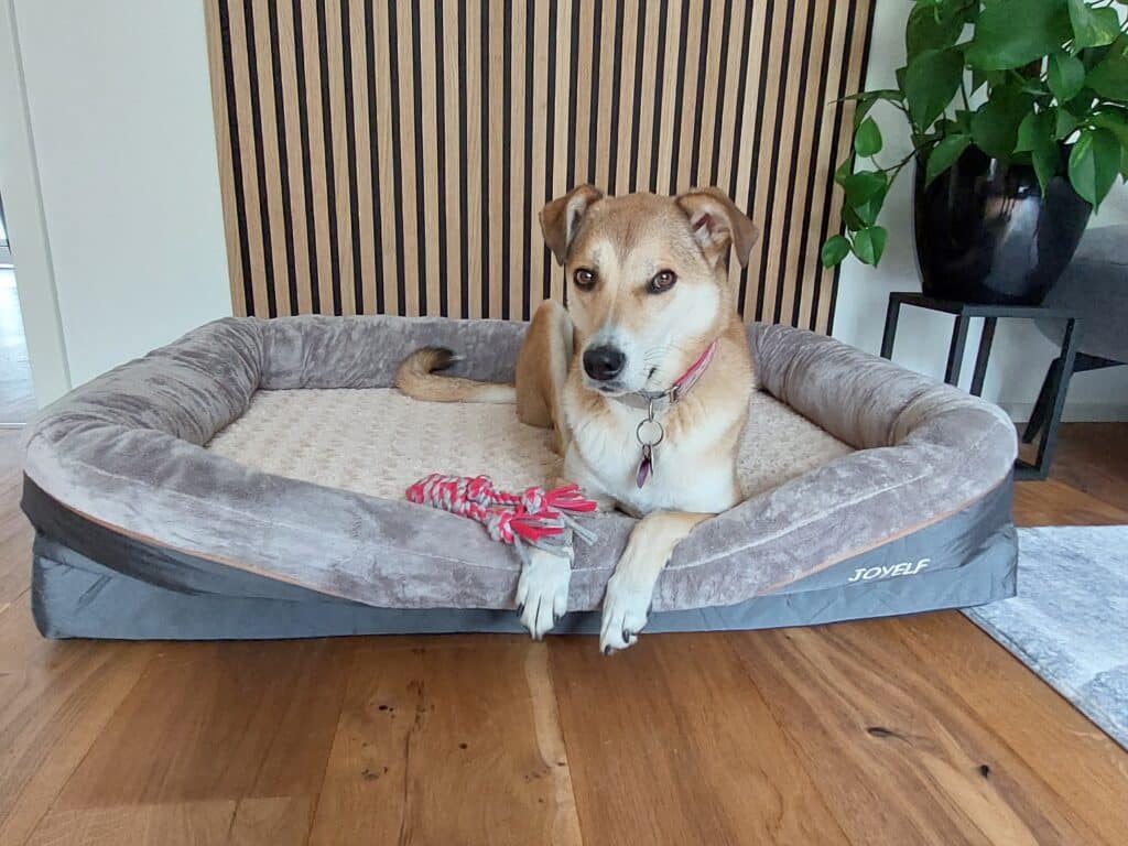 Mischlingshund liegt mit Spielzeug im Hundebett.
