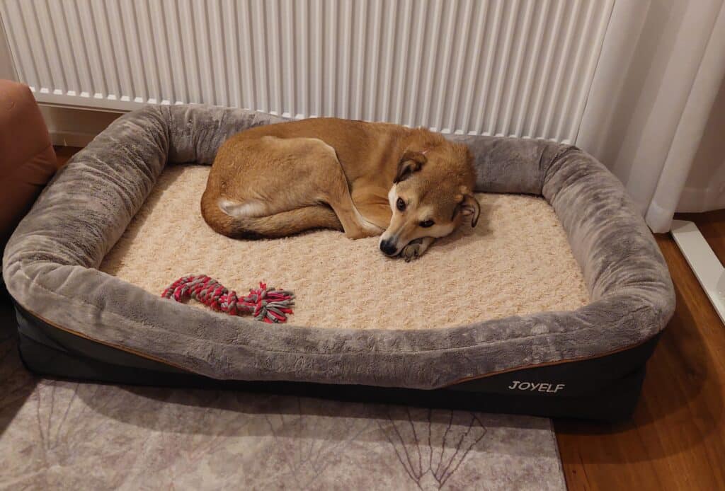 Mischlingshund liegt im Hundebett.