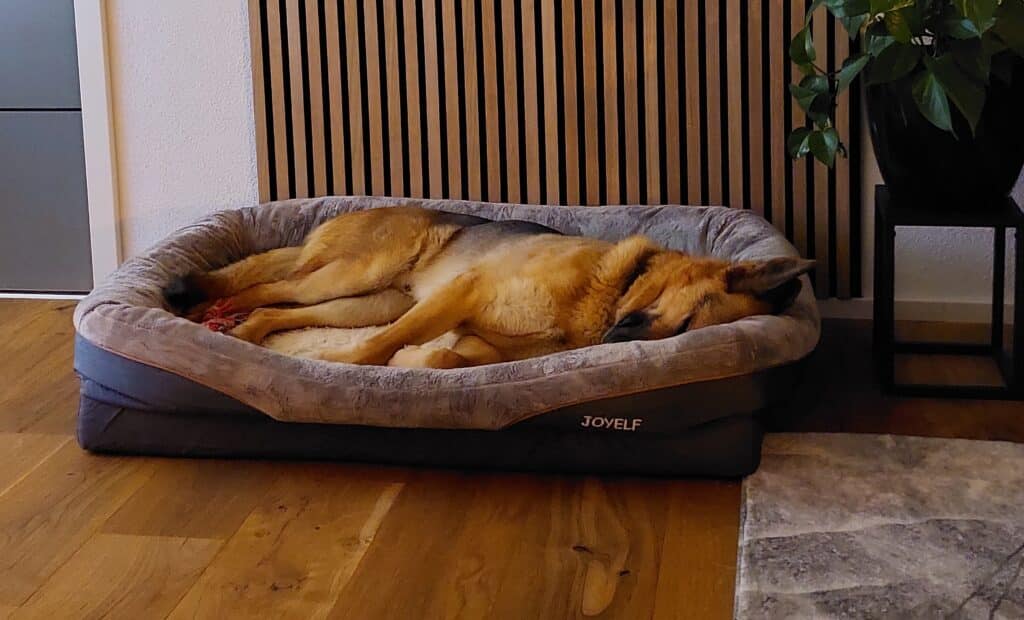 Schäferhund schläft im Hundebett.