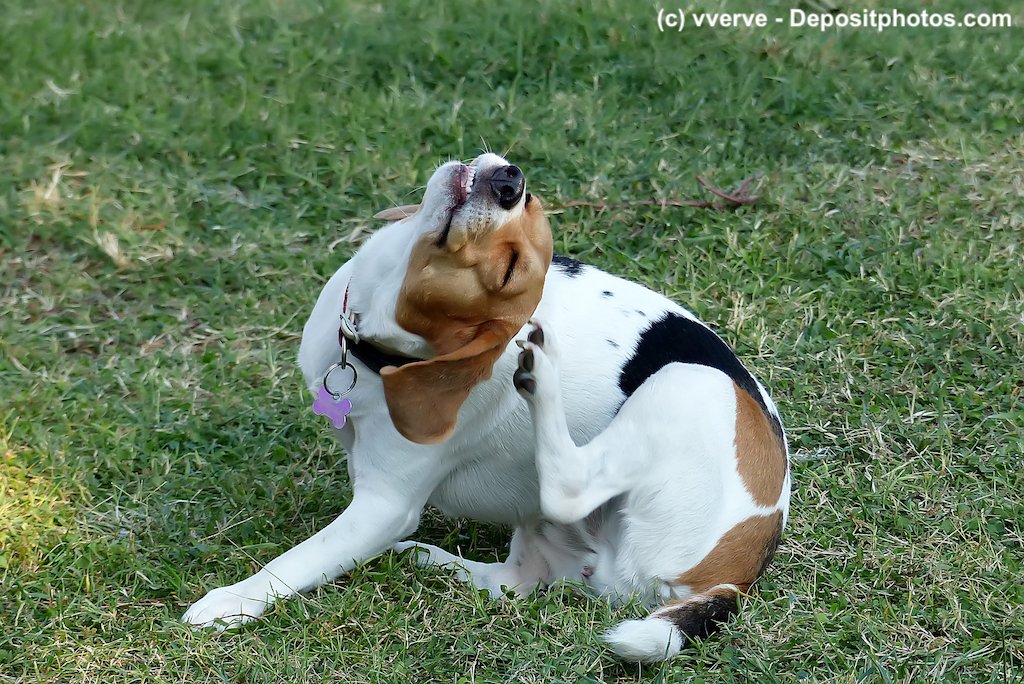 Ein Hund kratzt sich mit der Hinterpfote am Kopf.