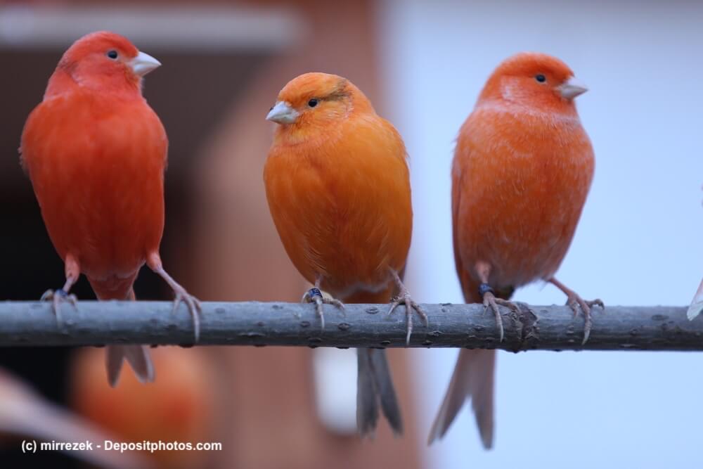 Drei orange-rote Kanarienvögel sitzen auf einer Stange