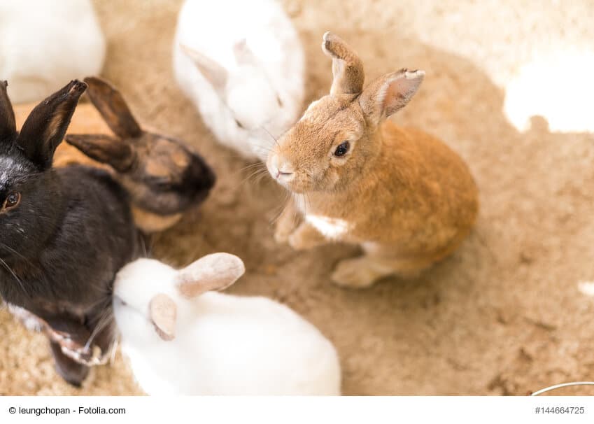 Kaninchen kaufen - Ein Ratgeber,