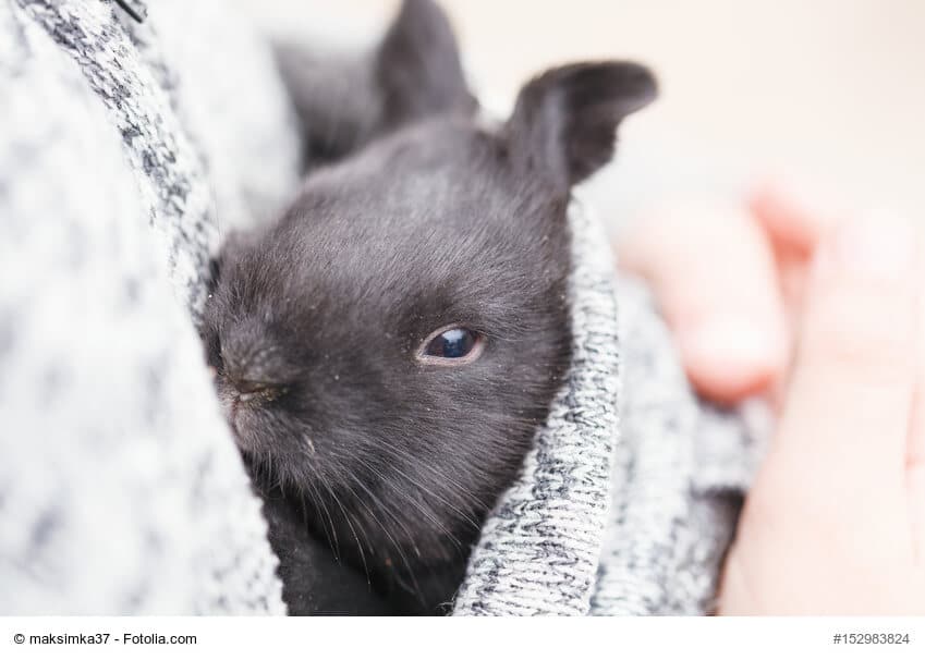 Kleines, schwarzes, junges Kaninchen in raue Decke eingekuschelt