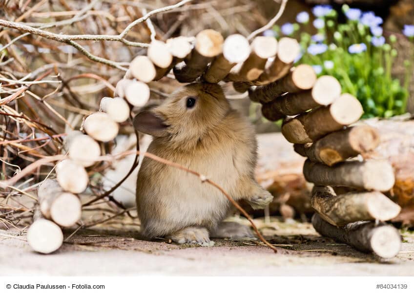 Kleines hellbraunes Kaninchen versteckt sich unter einer kleinen Spielzeug Brücke