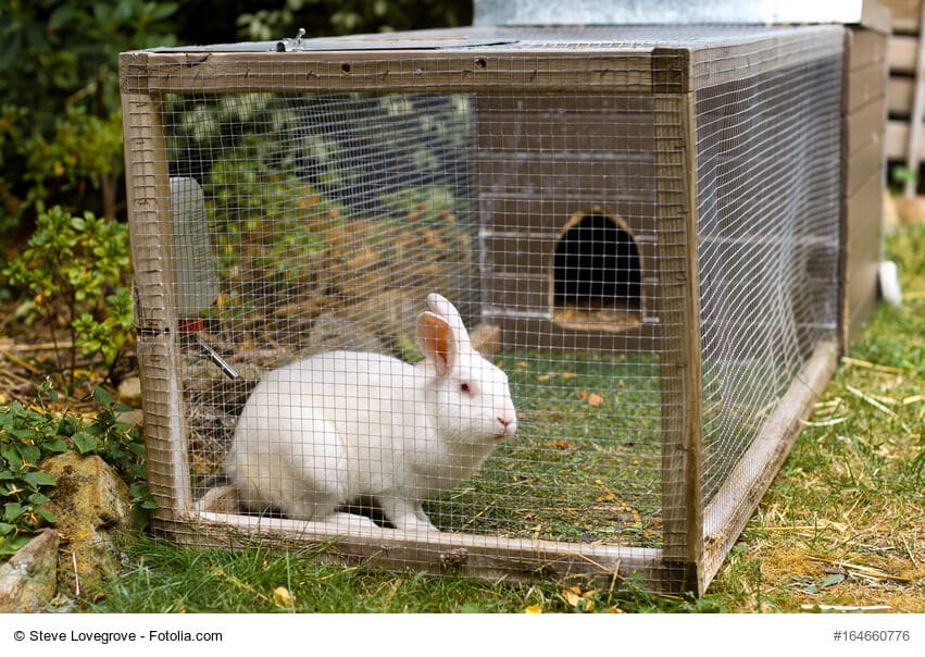 Weißes Kaninchen sitzt in einem viel zu kleinen Käfig