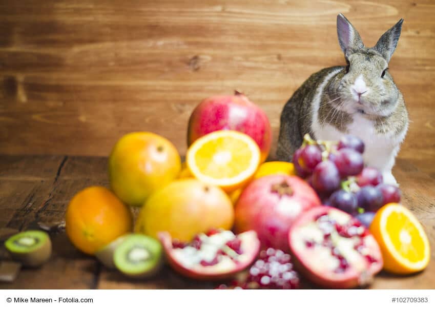 Grau weisses Kaninchen sitzt neben einem Der aus Obst und Gemüse