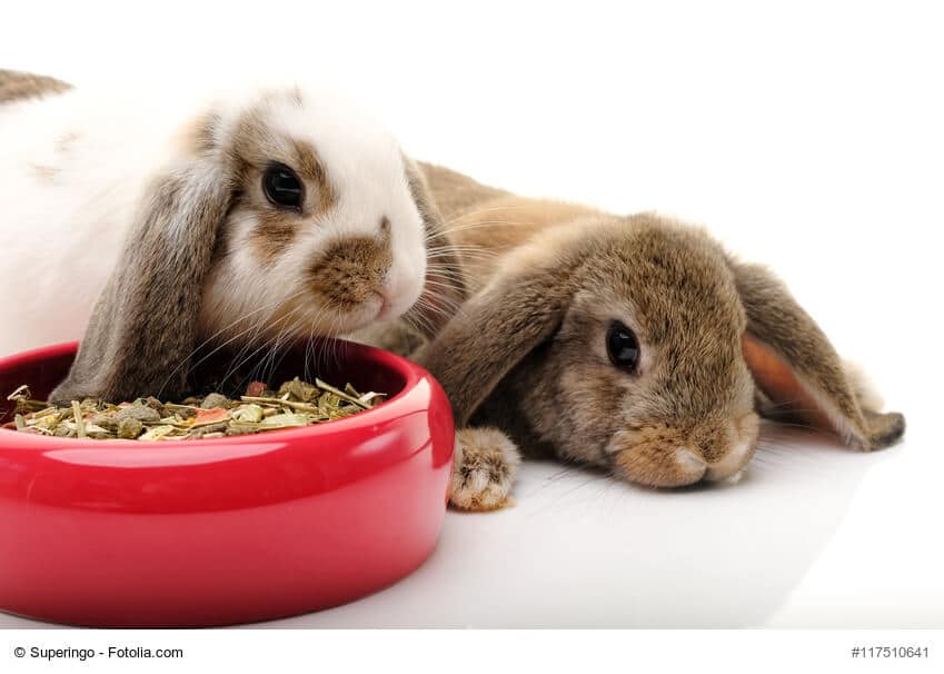 Ein weißes und ein braunes Kaninchen vor einem roten Futternapf mit Trockenfutter